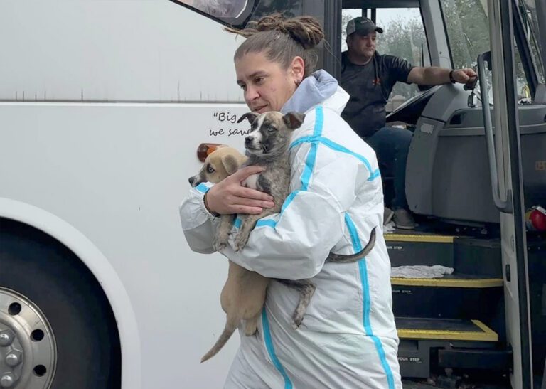 Woman saving puppies