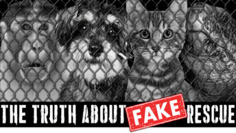The Truth About Fake Rescue Logo