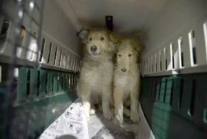 Dogs in crate