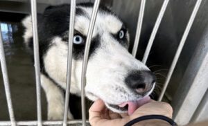 Husky in crate