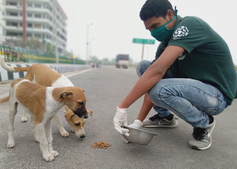 Man feeding hungry dogs