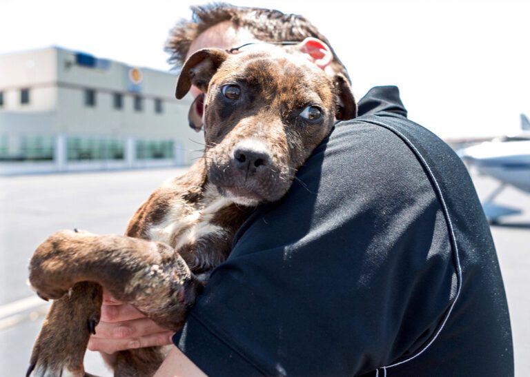 Man carrying abused dog
