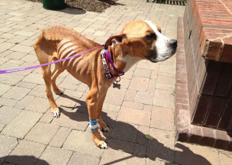 Very thin dog being saved