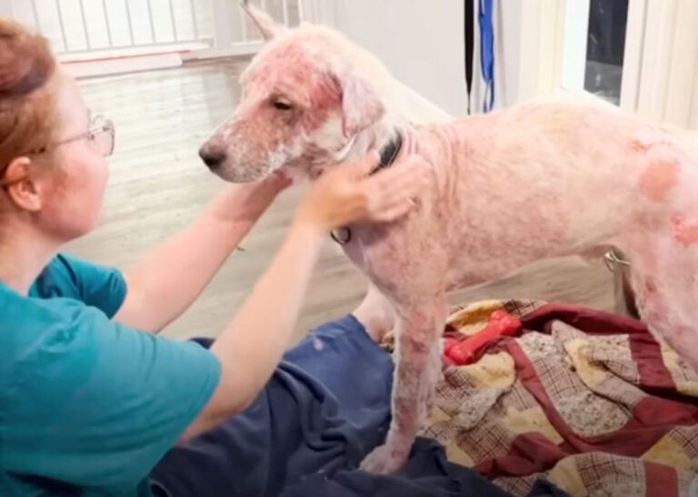 Flea and tick ridden dog getting a bath