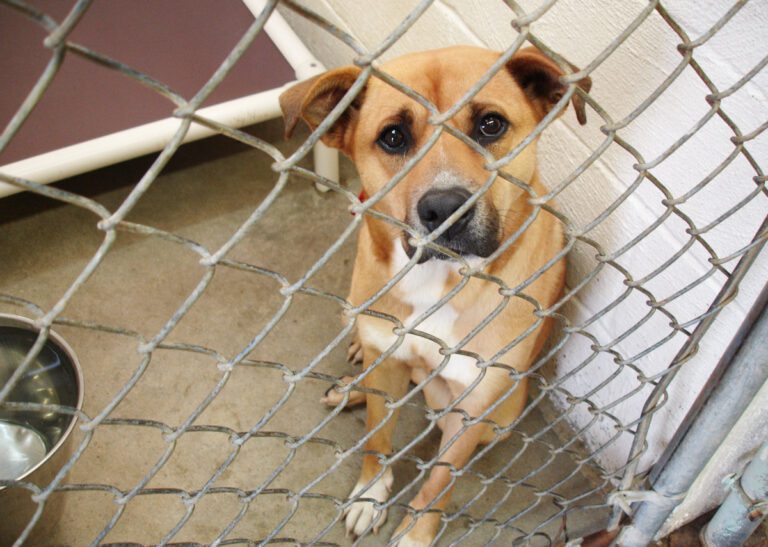 Sad dog locked in cage