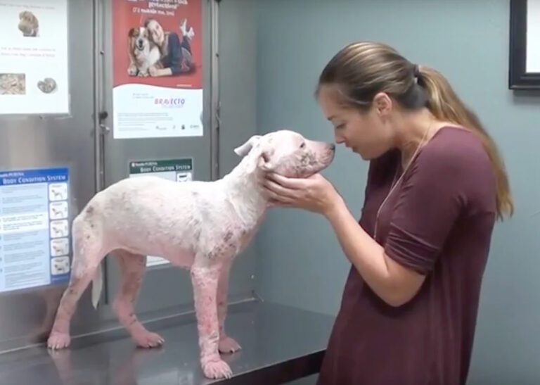 Veterinarian treating dog