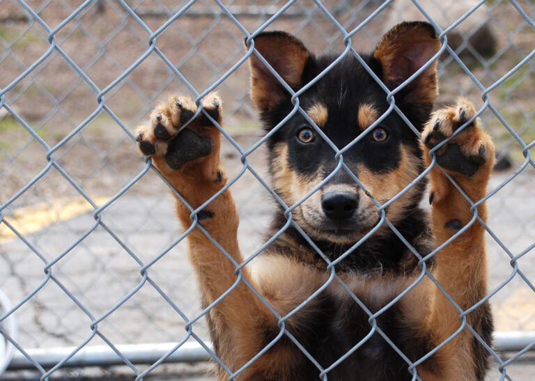 Puppy in cage
