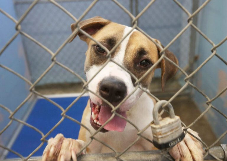 Dog in a caged crate