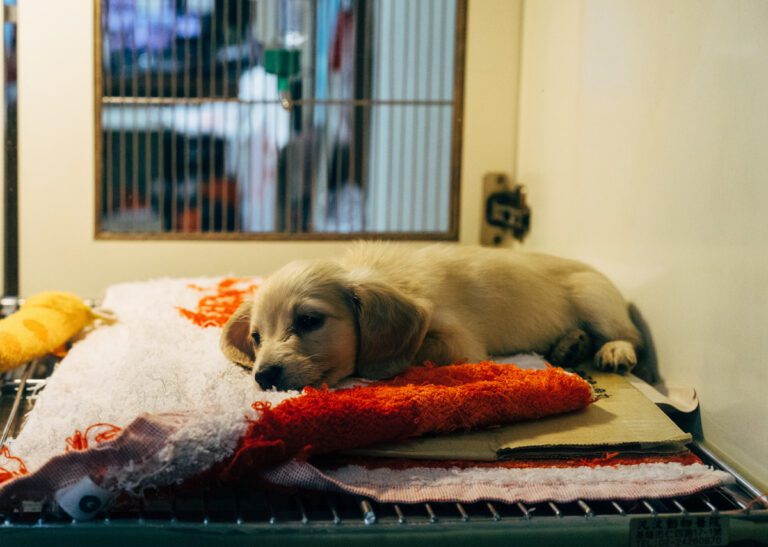 Old dog lying on a pillow