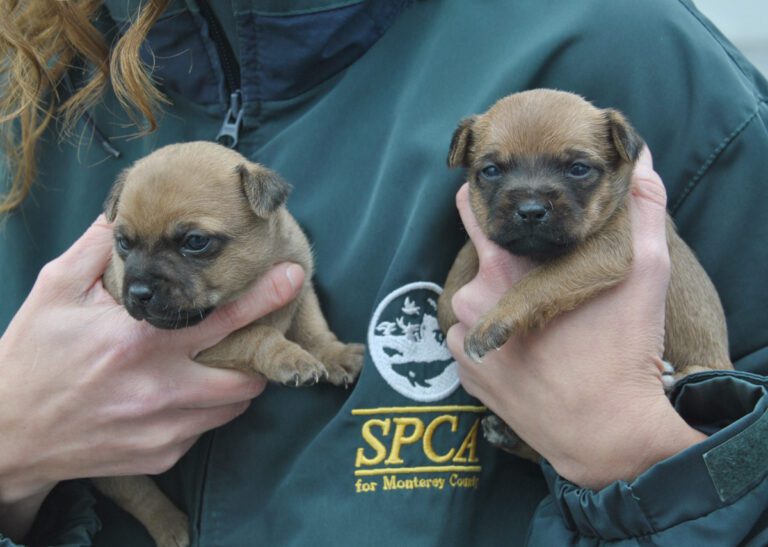 Volunteer holding two small puppies