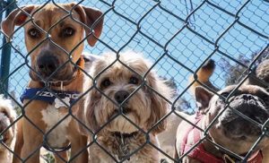 Dogs in Chained Crate